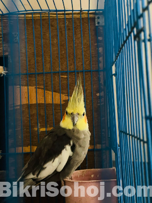 Kokatle